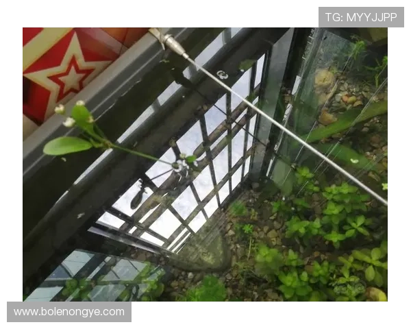 注册皇冠账号过程中遇到问题如何快速解决的实用技巧